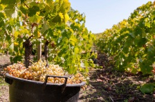 "L'Union Européenne va ouvrir totalement son marché aux vins moldaves"