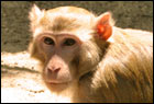 Primates non humains Page d'accueil