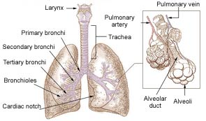 bronchi