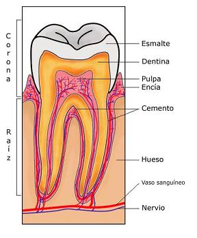 http://ec.europa.eu/health/opinions/es/blanqueadores-dentales/images/tooth-section-es.jpg