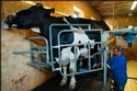 Increase in intervention ceiling for milk powder - EU Commissioner Hogan Cows being milked