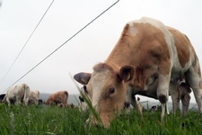 Cows on an Irish farm