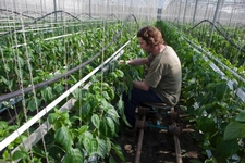 Organic farmer at work