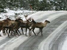 Wild forest reindeer crossing the street
