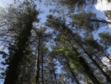 Black pine forest 