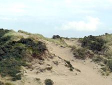 Sand dunes with vegetation
