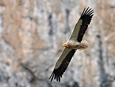 Vulture flying past mountains