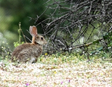 Wild rabbit in the Spanish countryside.