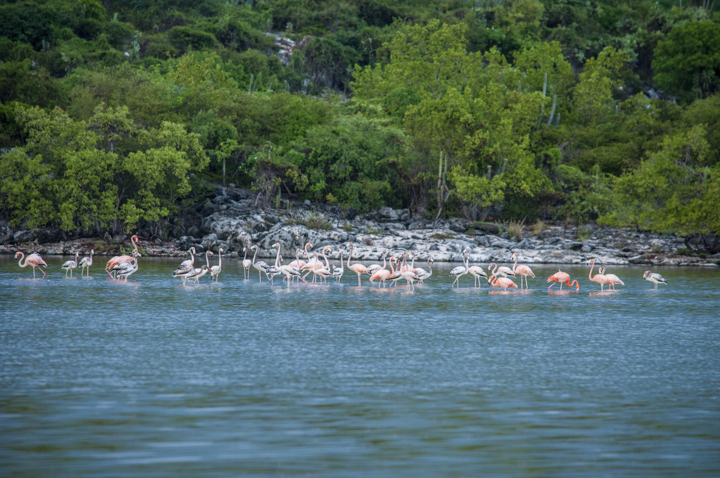 The number of flamingos has tripled in the last three years in Oyster Lagoon park, Belle-Anse, Haiti