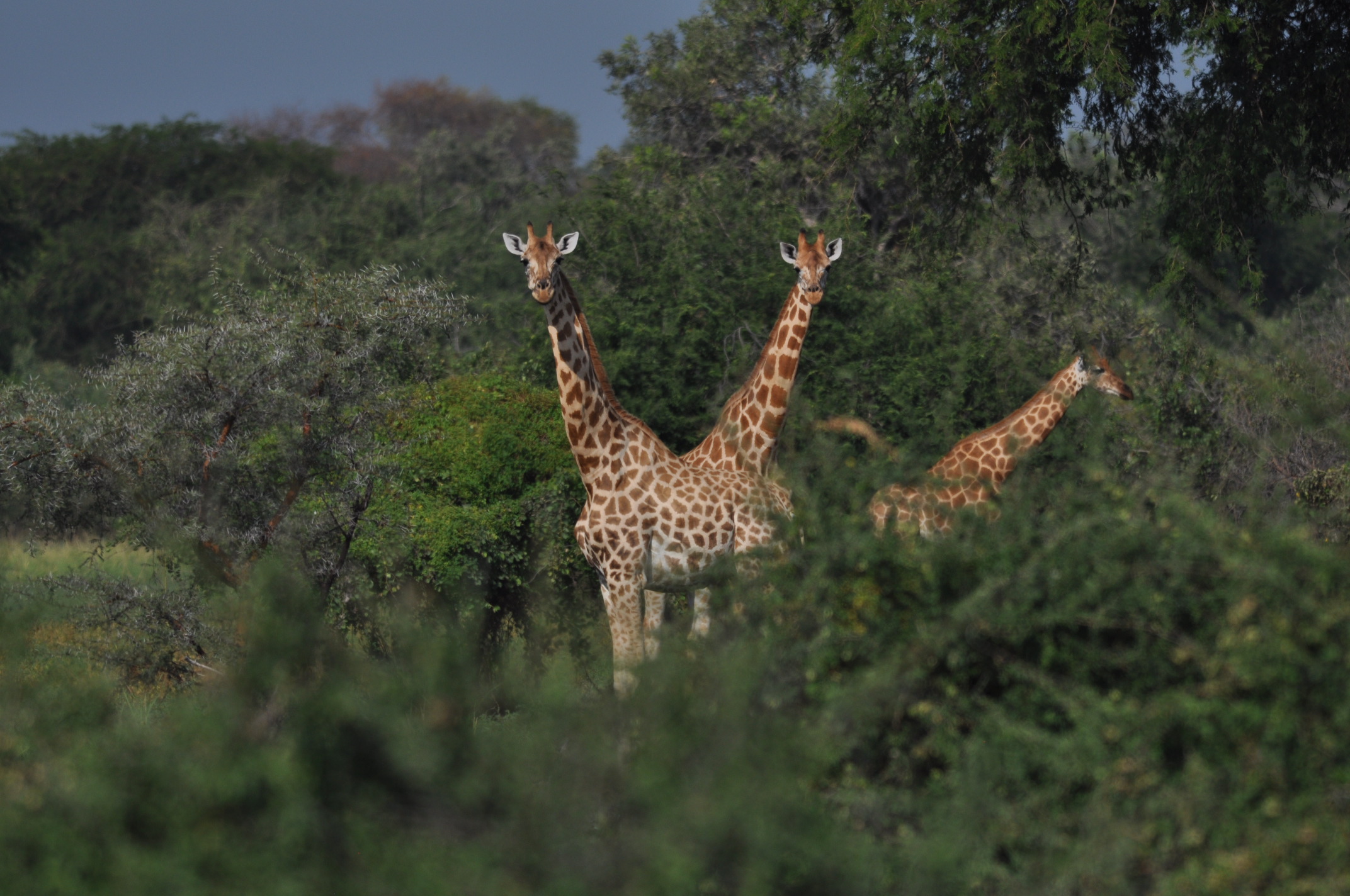 Giraffes in Zakouma national park, Chad