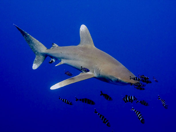 La Commissione si preoccupa di vietare il commercio di pinne di squalo