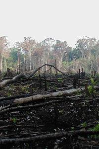 deforestation.jpg