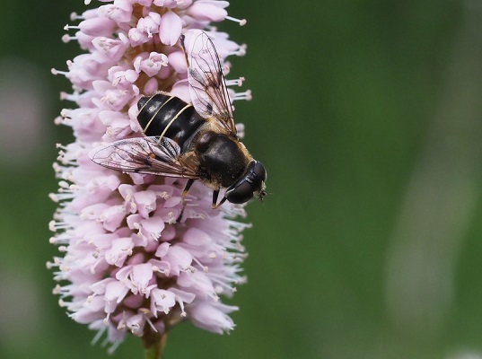 Is the Key to Saving Pollinators … Honey Bee Semen?