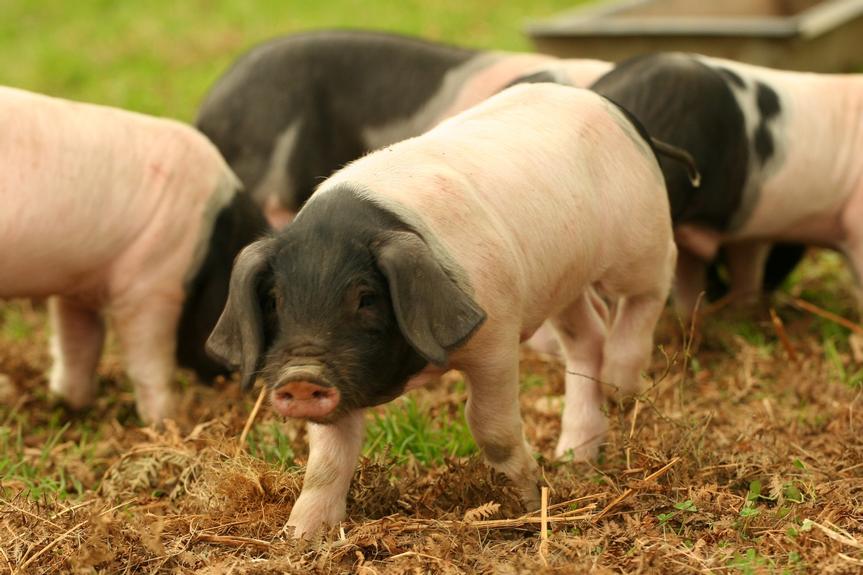 Porc Basque_Chevalier.JPG