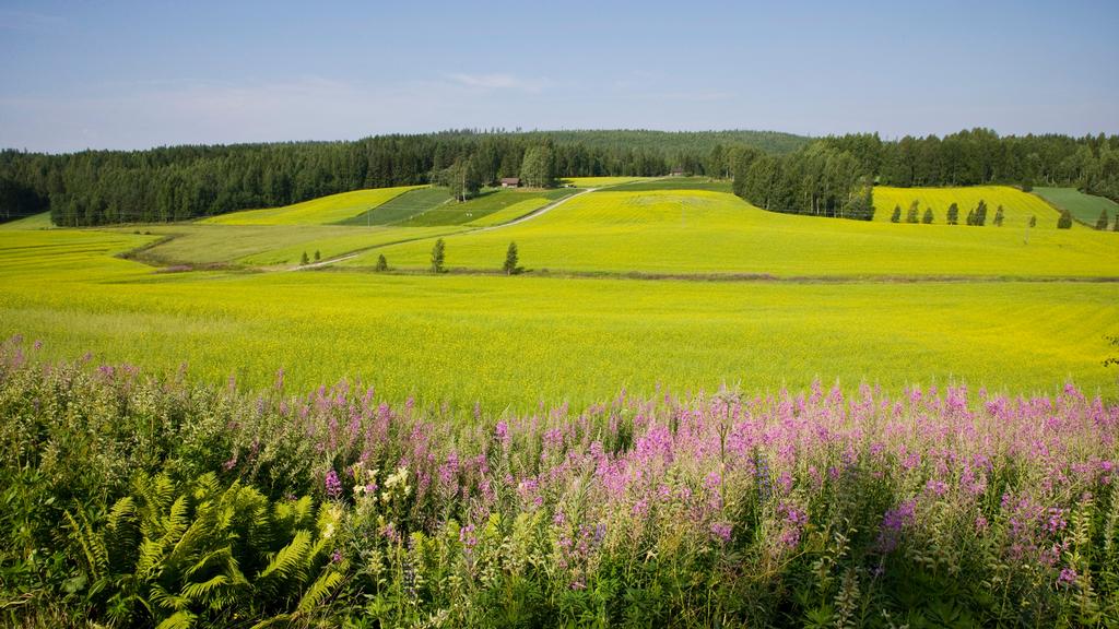 6_FI_NRN_PIKSE Postcard Finland Härkää Sarvista_4.JPG