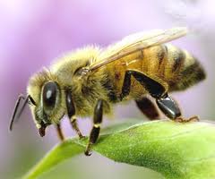 bee_photo.jpg