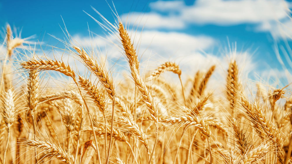 A field of wheat with a bright blue sky