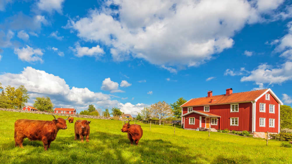 A field with four cows and four farmhouses in the background