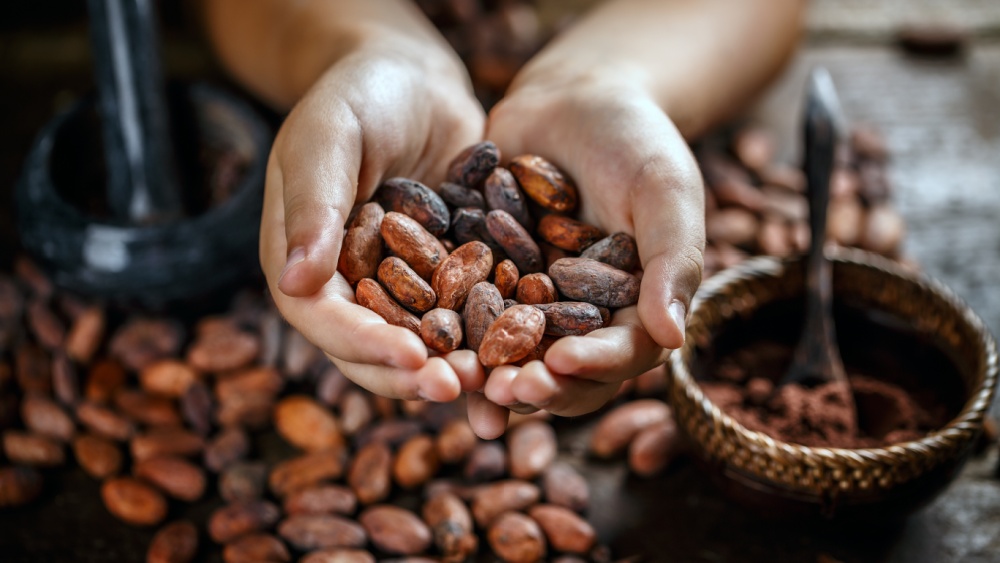 Two hands are filled with cocoa beans and below the hands a lot of cocoa beans are lying on a table