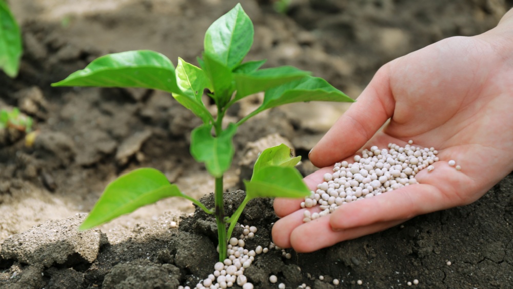 A hand applying mineral fertilizers to the soil next to a young plant.