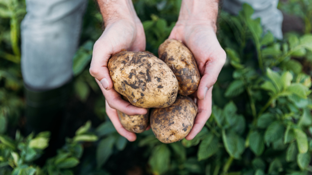 hands holding two potatoes