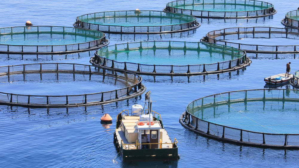 Two ships among aquaculture installations.