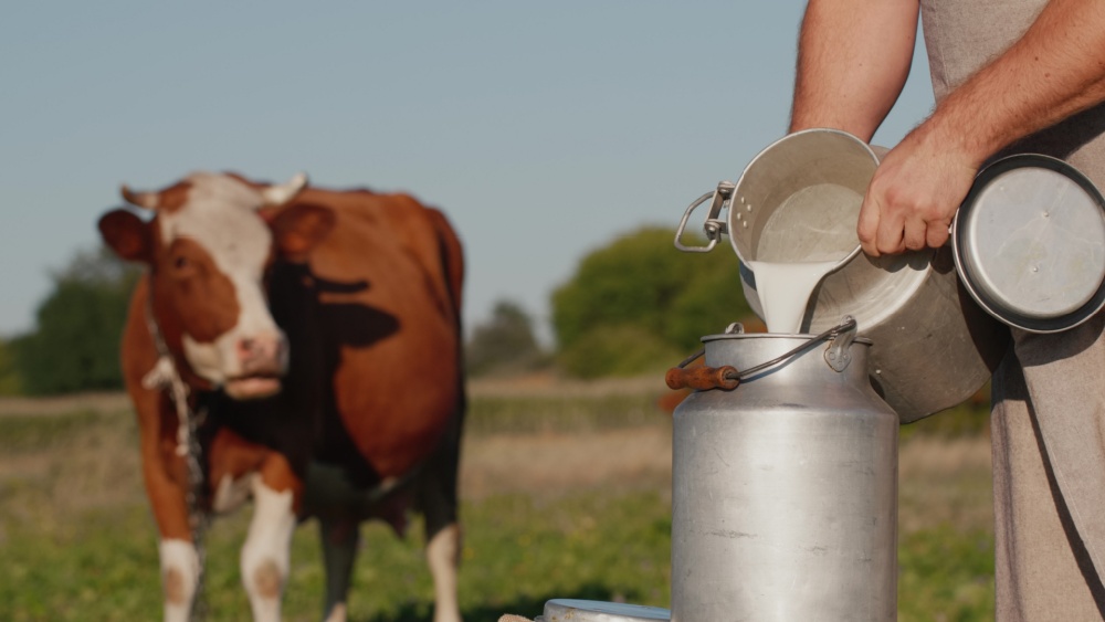 Person pours milk inside a jug with cow in the background
