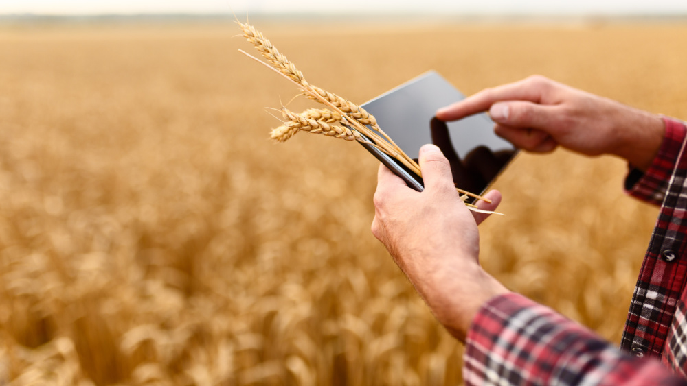 A person holding a tablet on a wheat field.