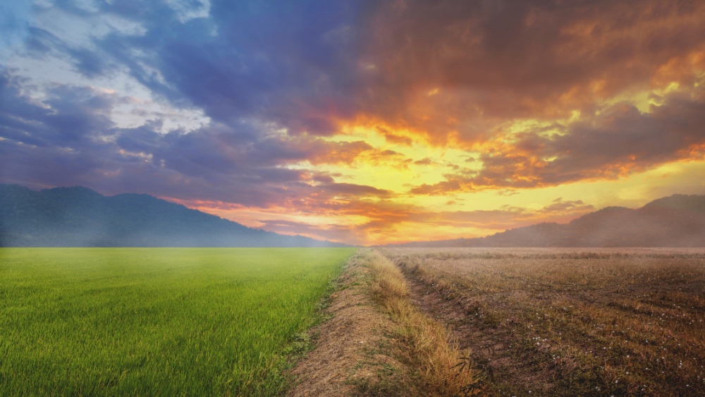 A dry field next to the green grass with the sunset in the background.