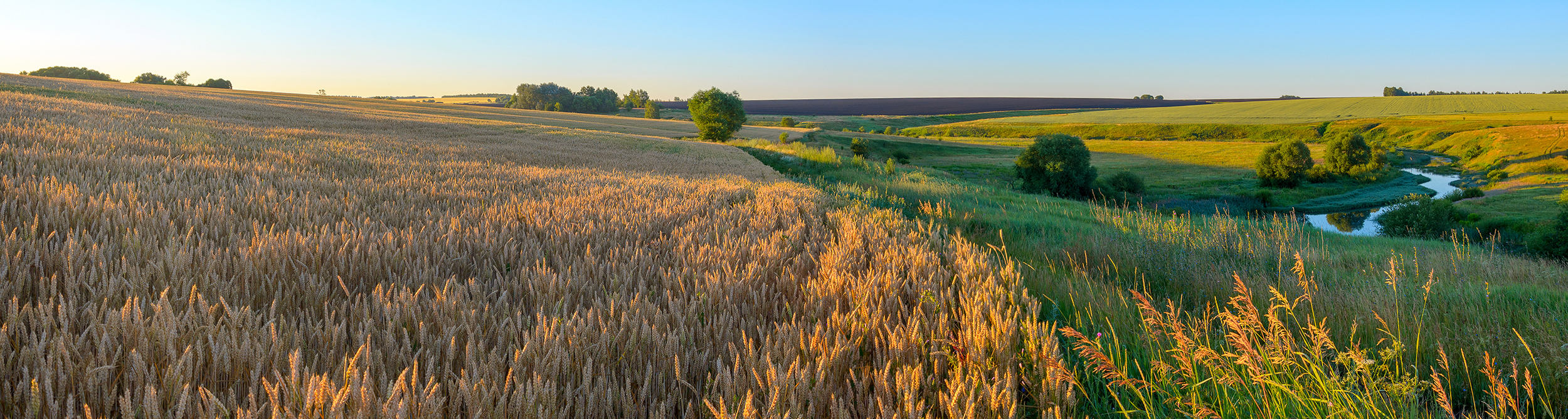 Rural-landscape-wheat-meadows-AdobeStock 531738253-resized.jpeg
