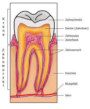 Querschnitt durch einen Zahn