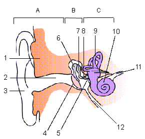 Ear Anatomy Diagram Quiz