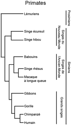 Arbre phylogénétique simplifié
