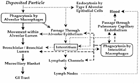 Diagram of known and suspended mechanical clearance pathways for insoluble particles depositing in the pulmonary region