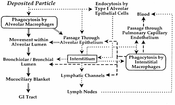 Diagram of known and suspended mechanical clearance pathways for insoluble particles depositing in the pulmonary region