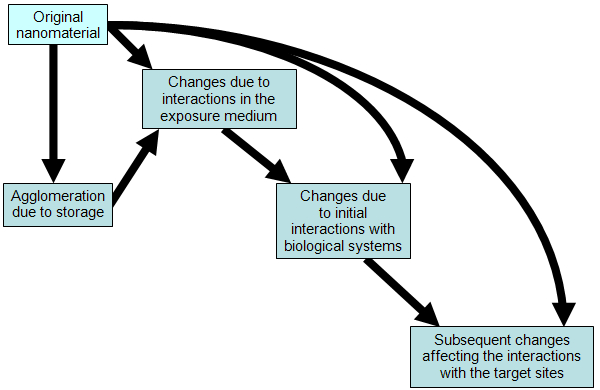 The potential changes in nature of a nanomaterial