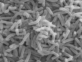 Las bacterias que crecen como un biofilm son capaces de sobrevivir
								en condiciones hostiles.
