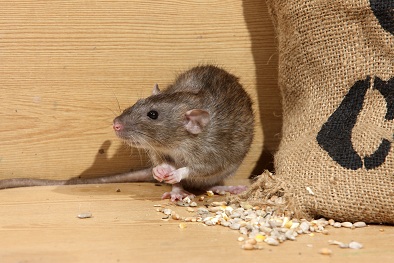 HORIZON 2020 - EU-funded researchers keep rats at bay with a simple spray