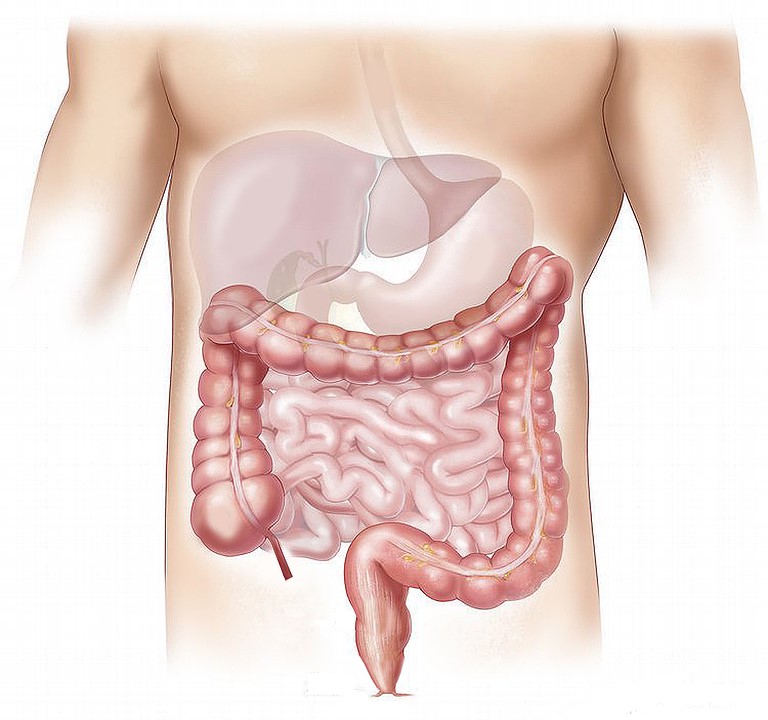 anatomical drawing of human gastrointestinal tract