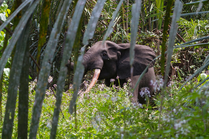 Forest elephant, Gabon