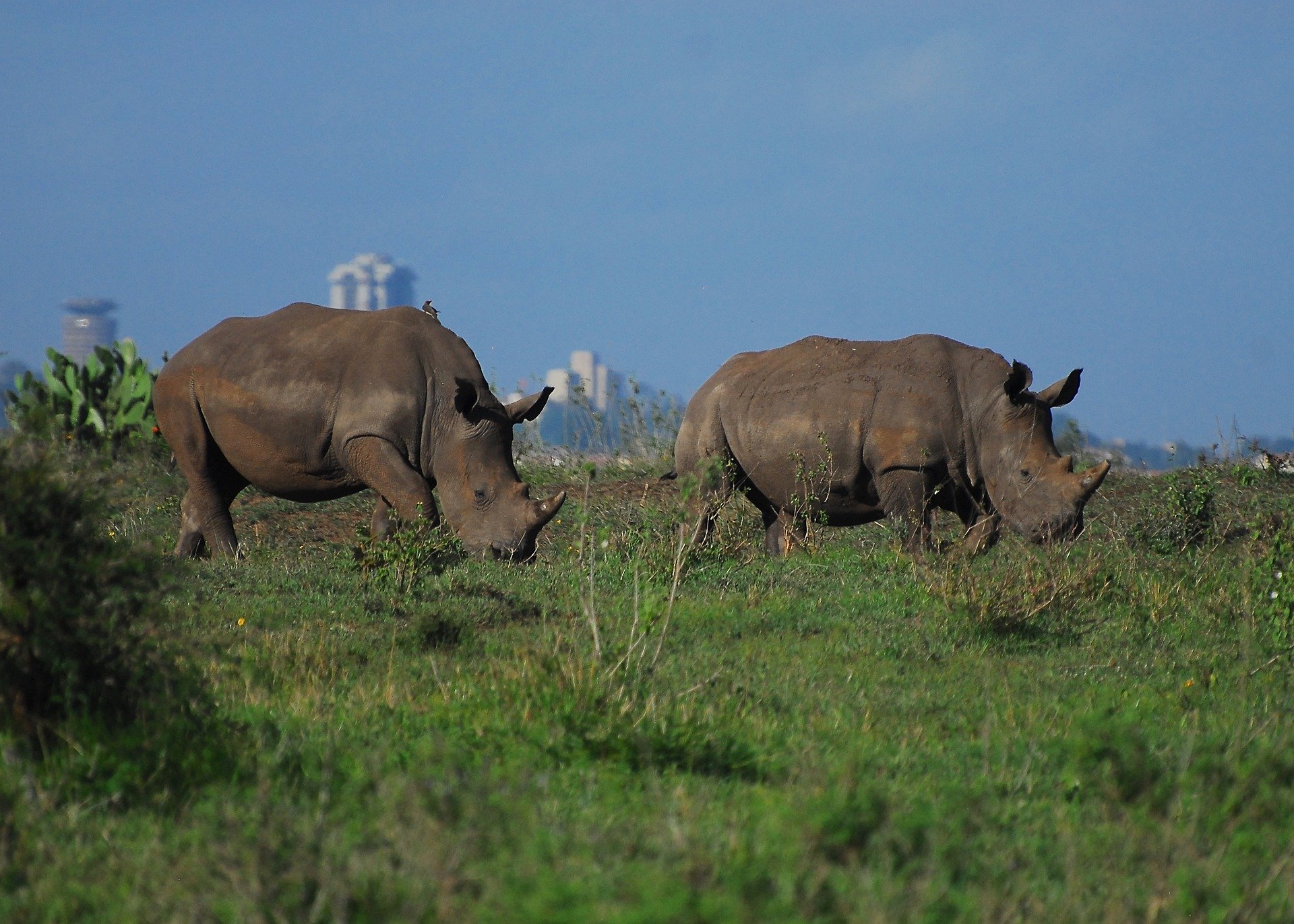 Rhinos grazing in Nairobi National Park