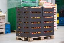 Carbon footprint of cardboard boxes outperforms plastic boxes when moving tomatoes internationally