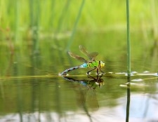 Pharmaceuticals and endocrine disruptors: transfer from water to land ecosystems