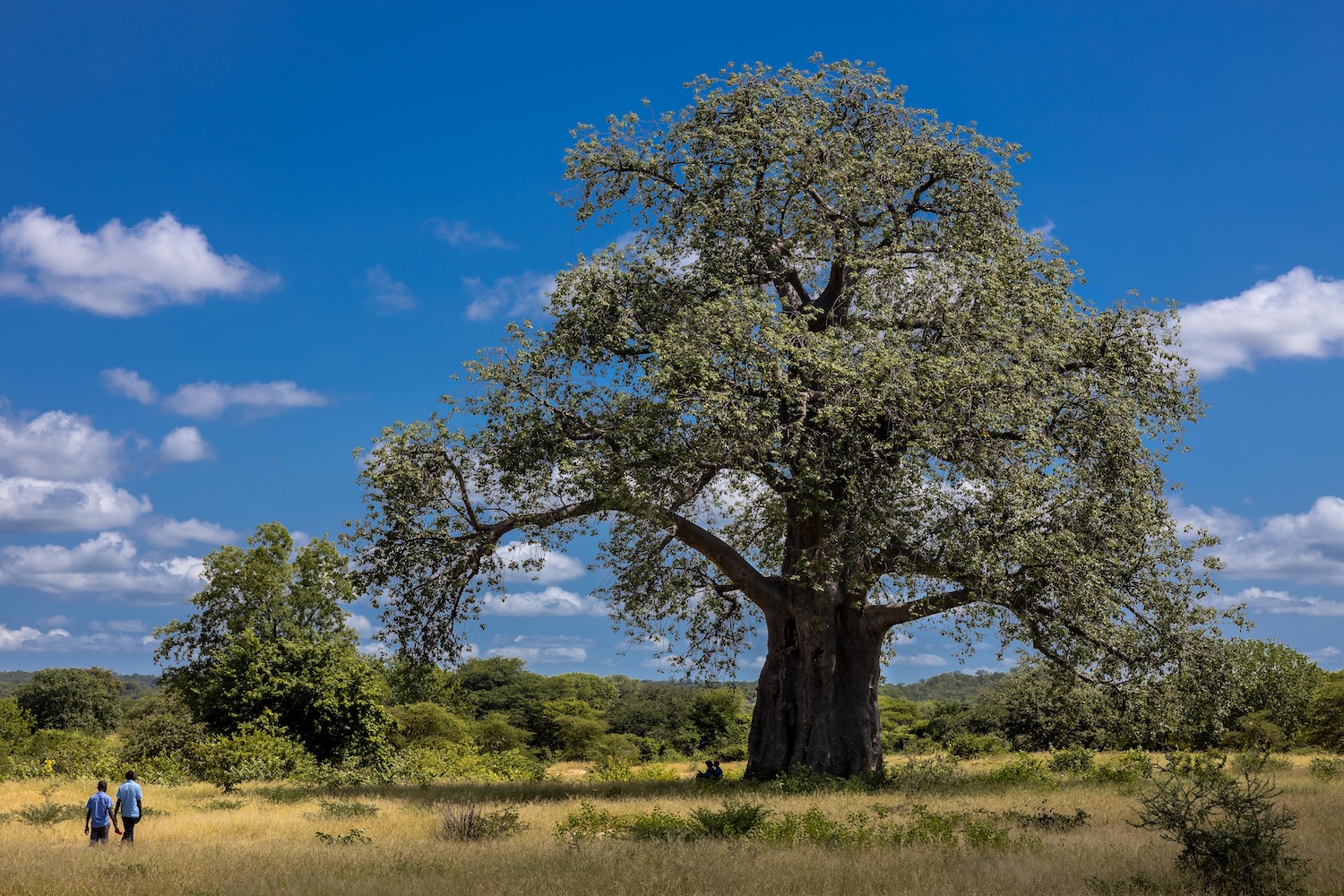 Schoolchildren and majestic tree in the Kavango-Zambezi (KAZA) landscape
