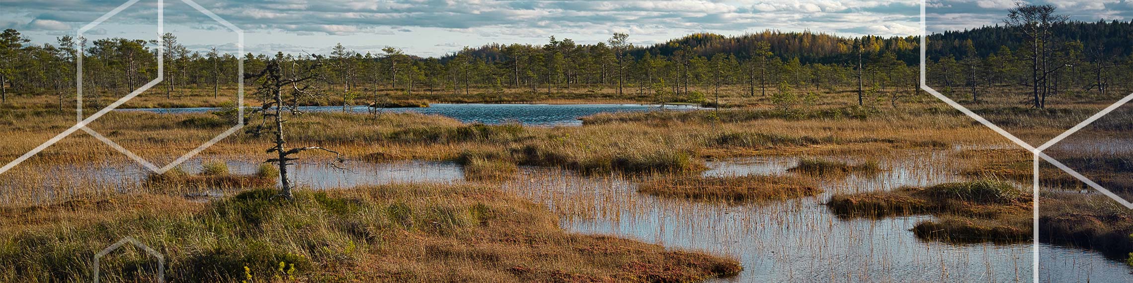 Peatland
