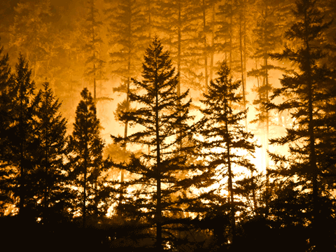 Forest fires in Portugal: EU provides support for reconstruction efforts through European funds and continued emergency aid