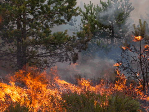 Commission’s technical support to Greece in tackling the structural reasons for wildfires crisis
