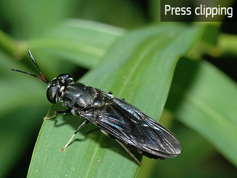 La Belgique se lance dans la bioéconomie et l’industrie des insectes