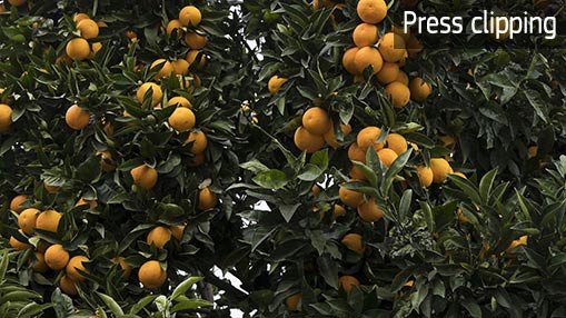 Portugal to export organic oranges to Scandinavia