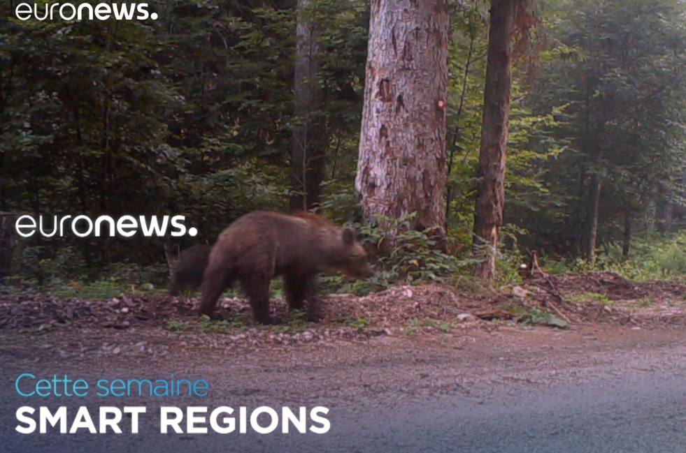 ‘Carnivora Dinarica’: protecting carnivores in Central Europe – watch the latest ‘Smart Regions’ episode!